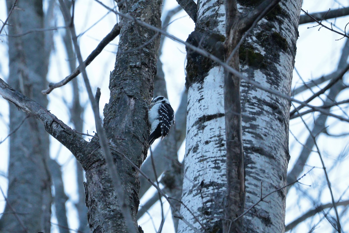 Downy Woodpecker - ML645017239