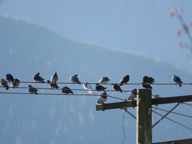 Haitz-usoa (etxekoa) - ML645017242