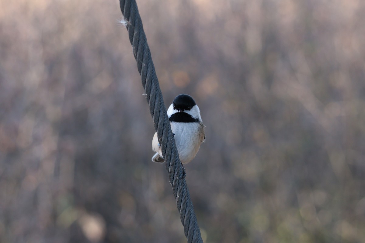 Black-capped Chickadee - ML645017243