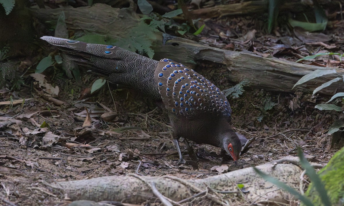 Başlıklı Küçük Tavus Sülünü - ML645017246