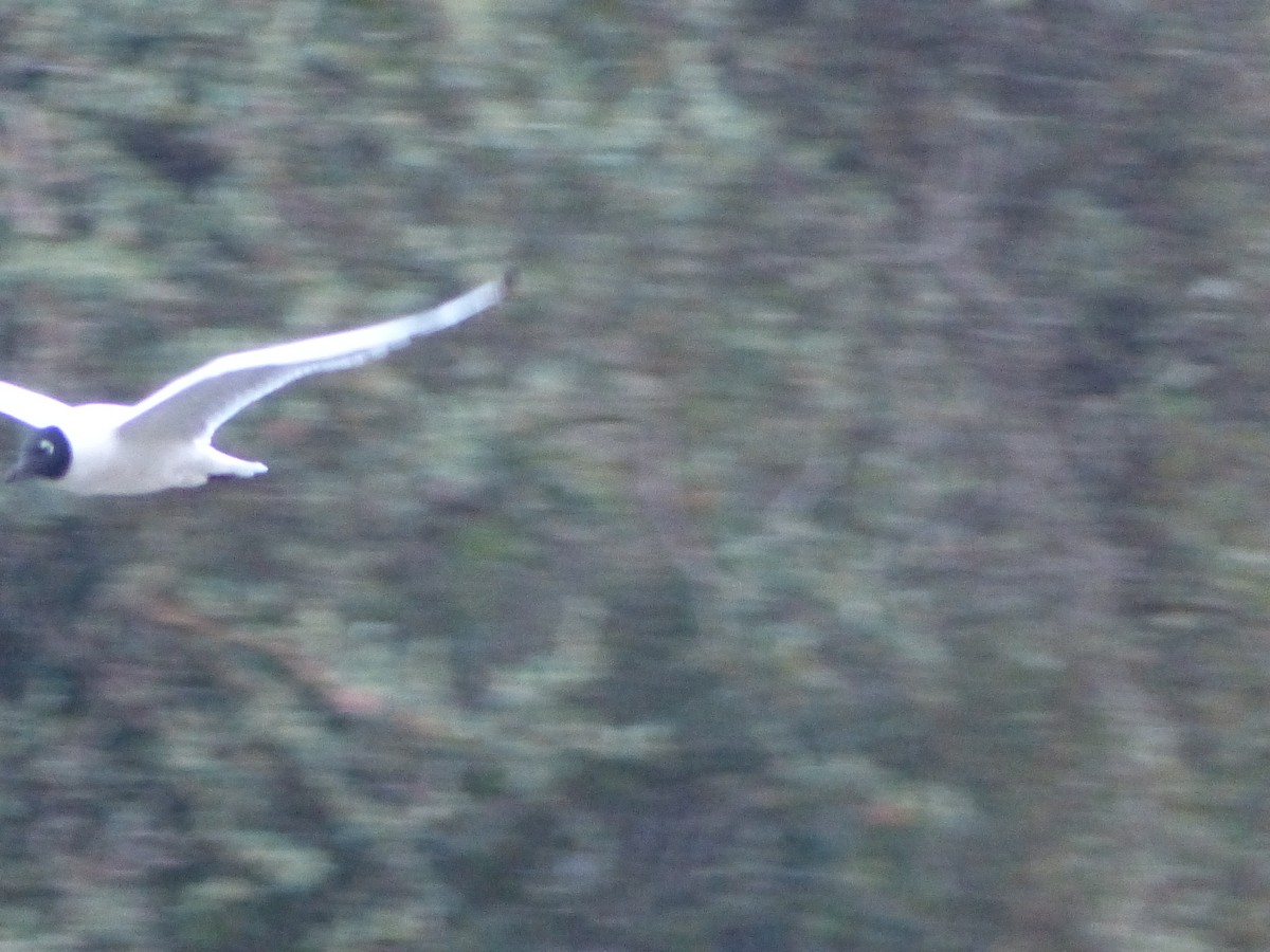 Mouette des Andes - ML645017247