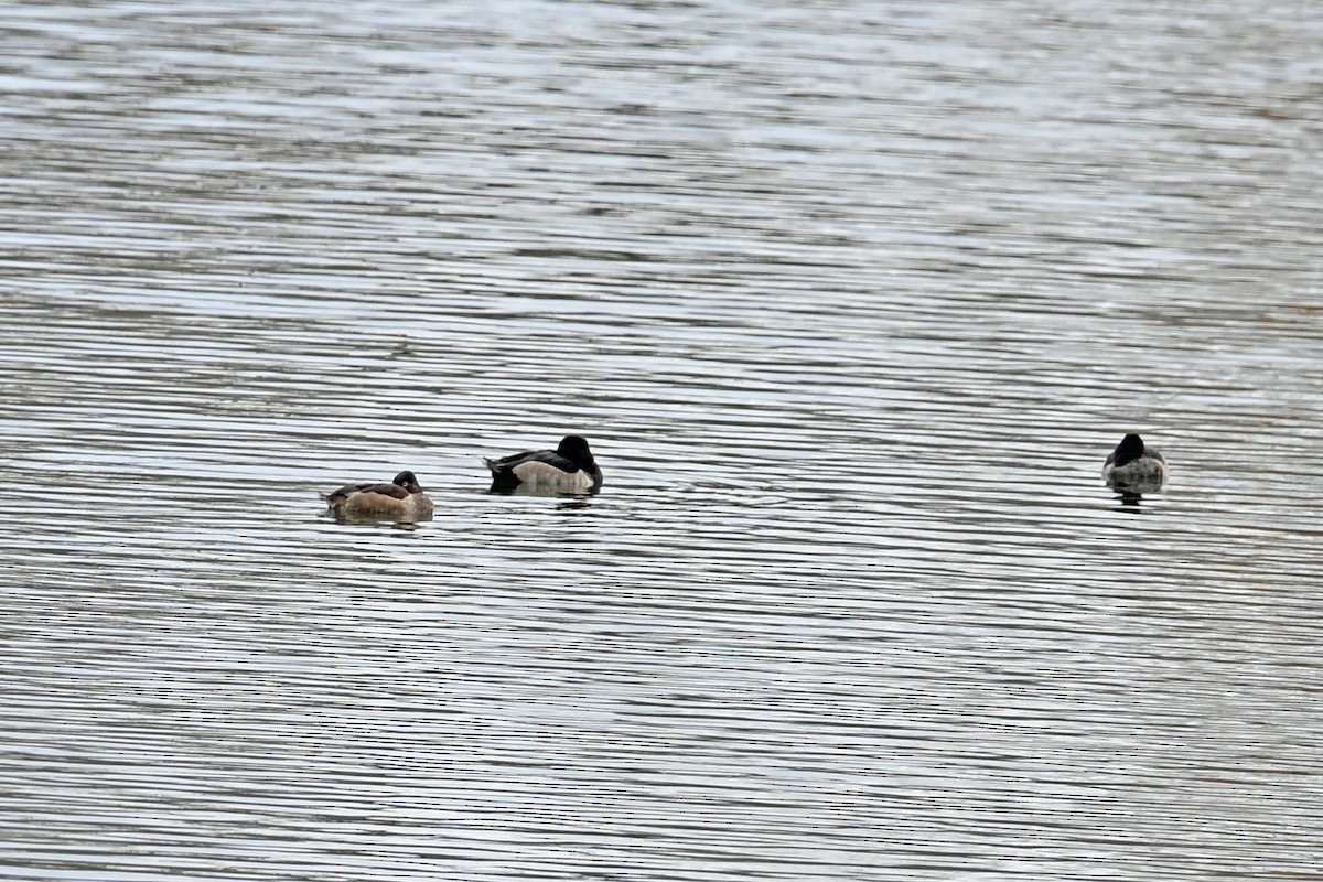 Ring-necked Duck - ML645017248