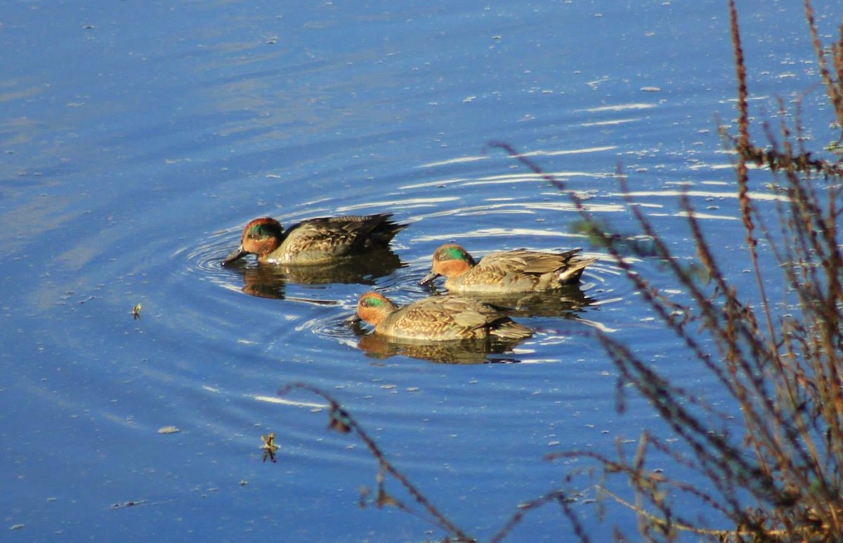 Green-winged Teal - ML645017252