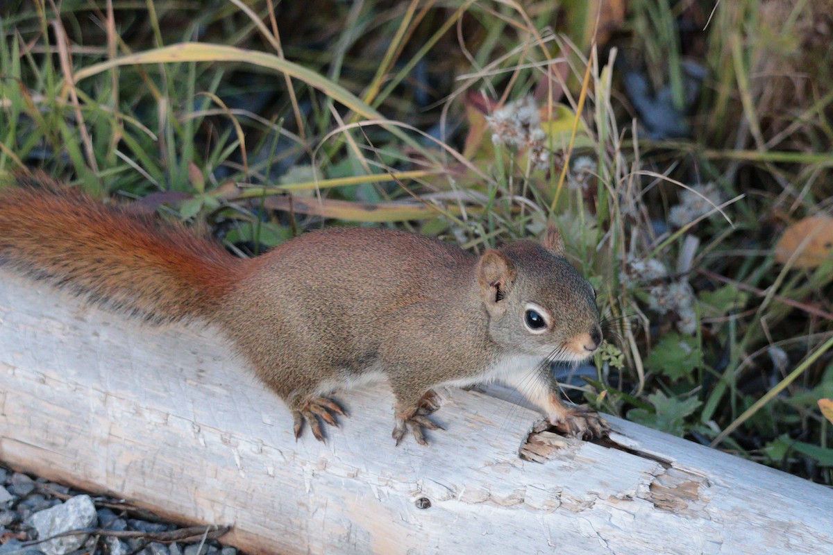 動物界 - ML645017255