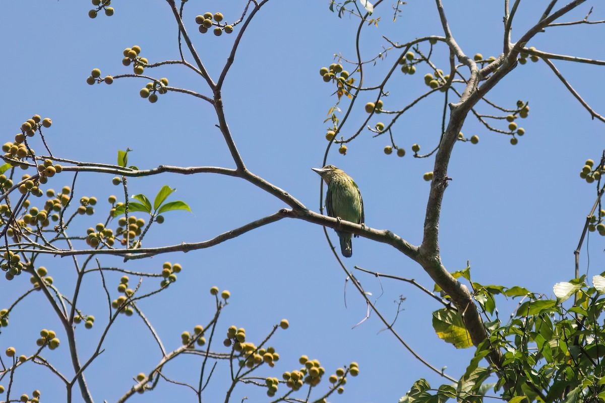 Green-eared Barbet - ML645017273