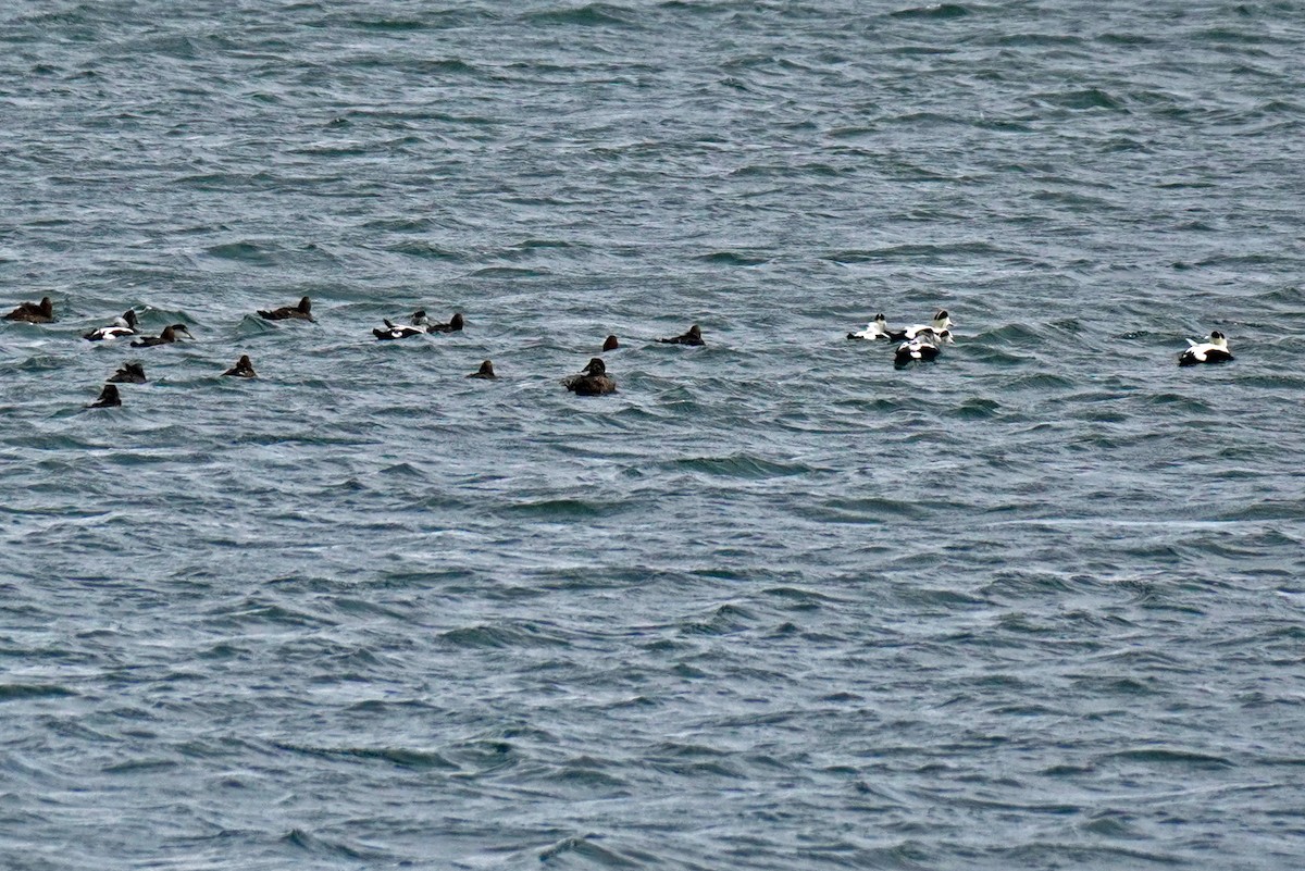 Common Eider - ML645017283