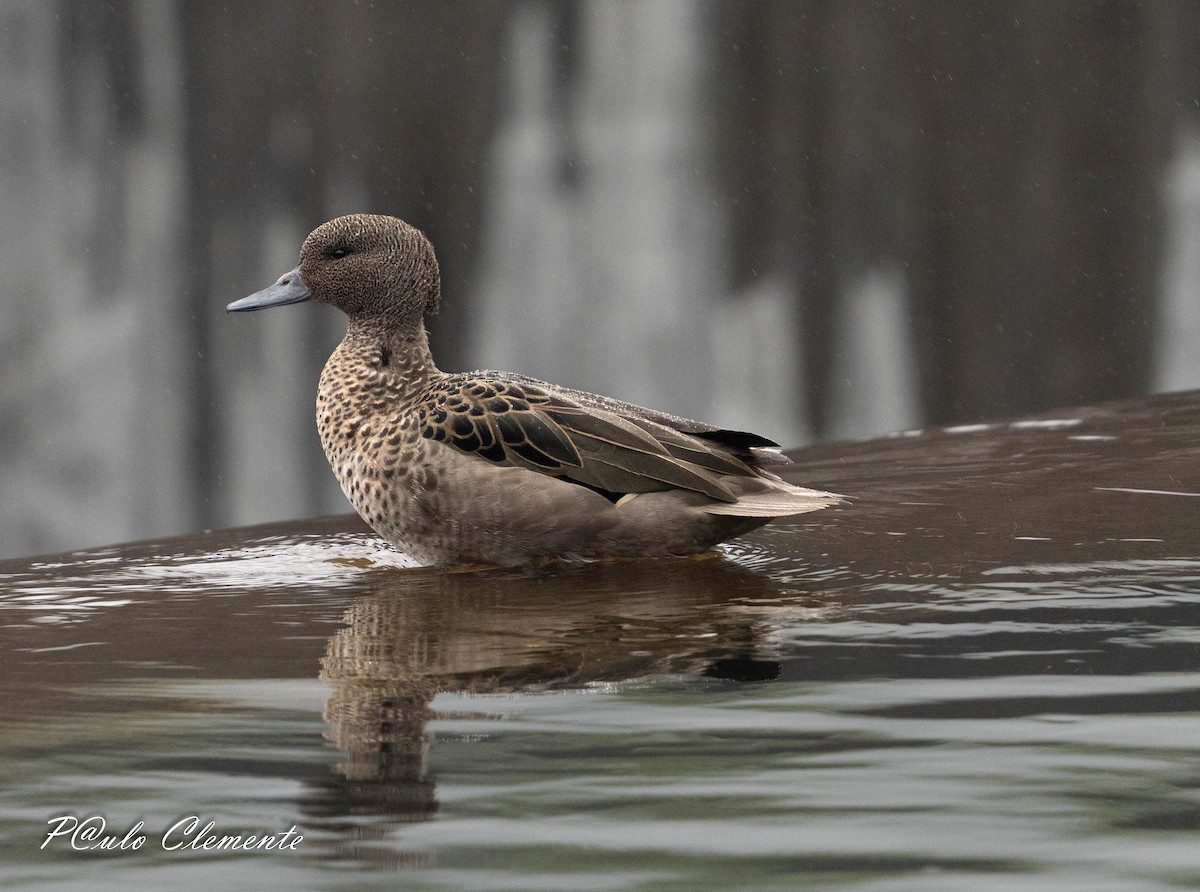 Sarcelle des Andes - ML645017300