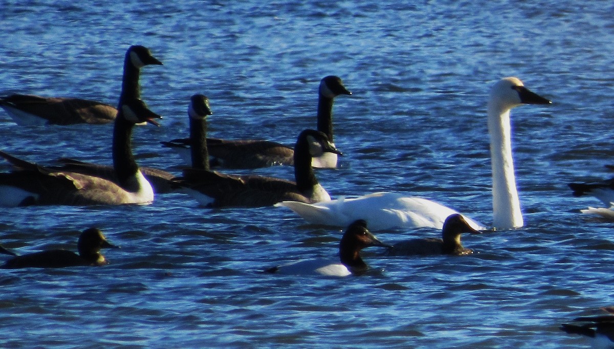 Парусиновый нырок - ML645017301