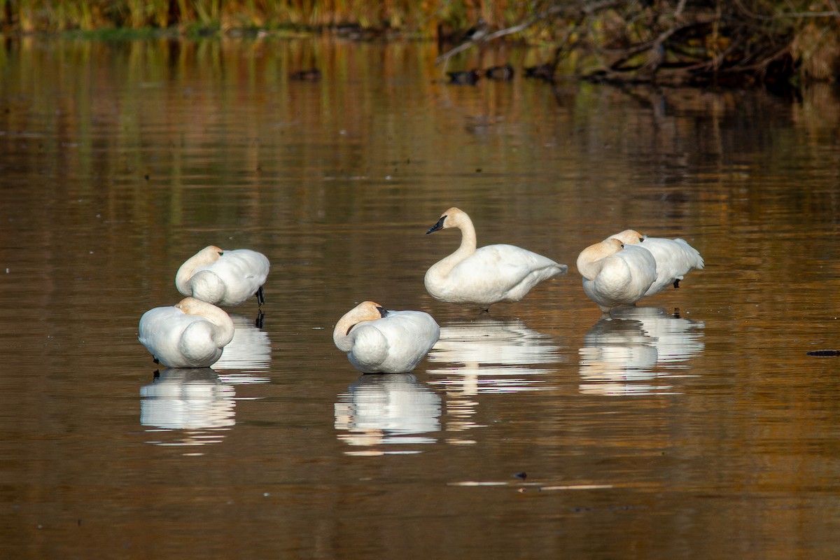 Trumpeter Swan - ML645017309