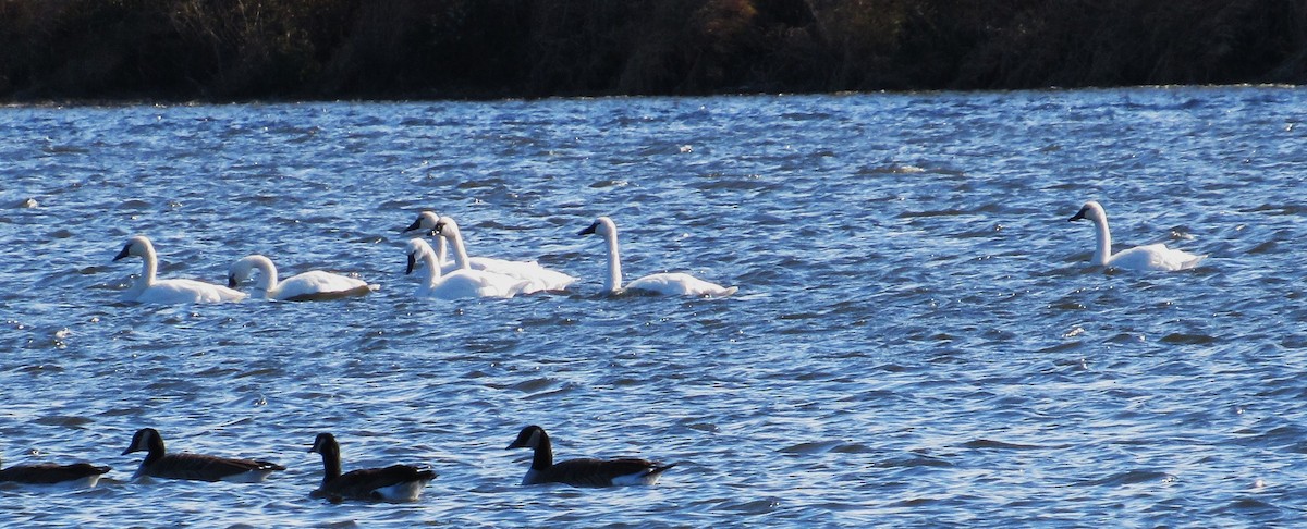 Американский лебедь - ML645017310