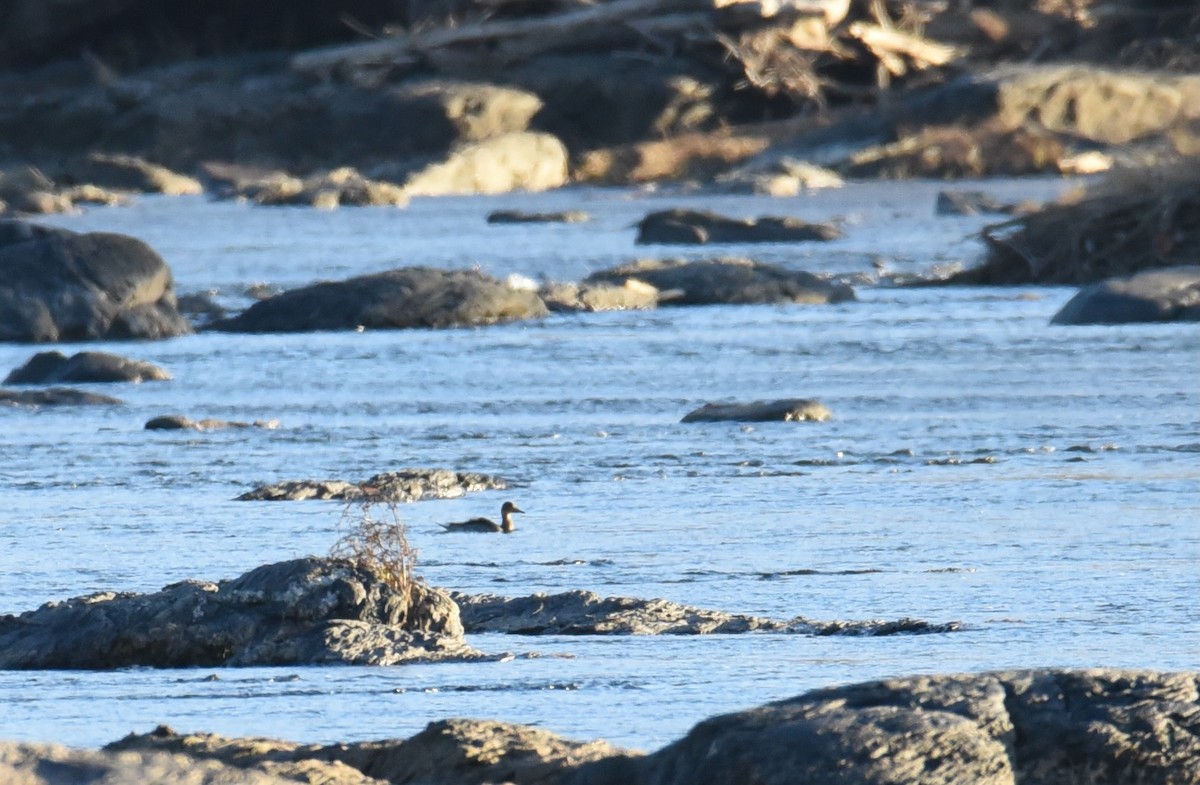 Northern Pintail - ML645017313