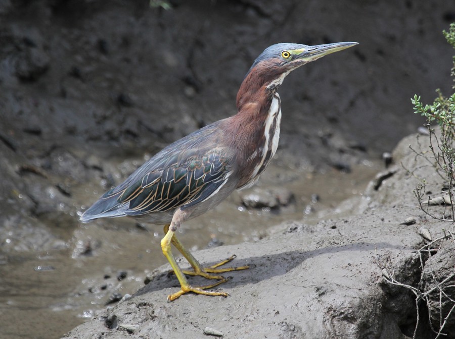 Green Heron - ML645017315