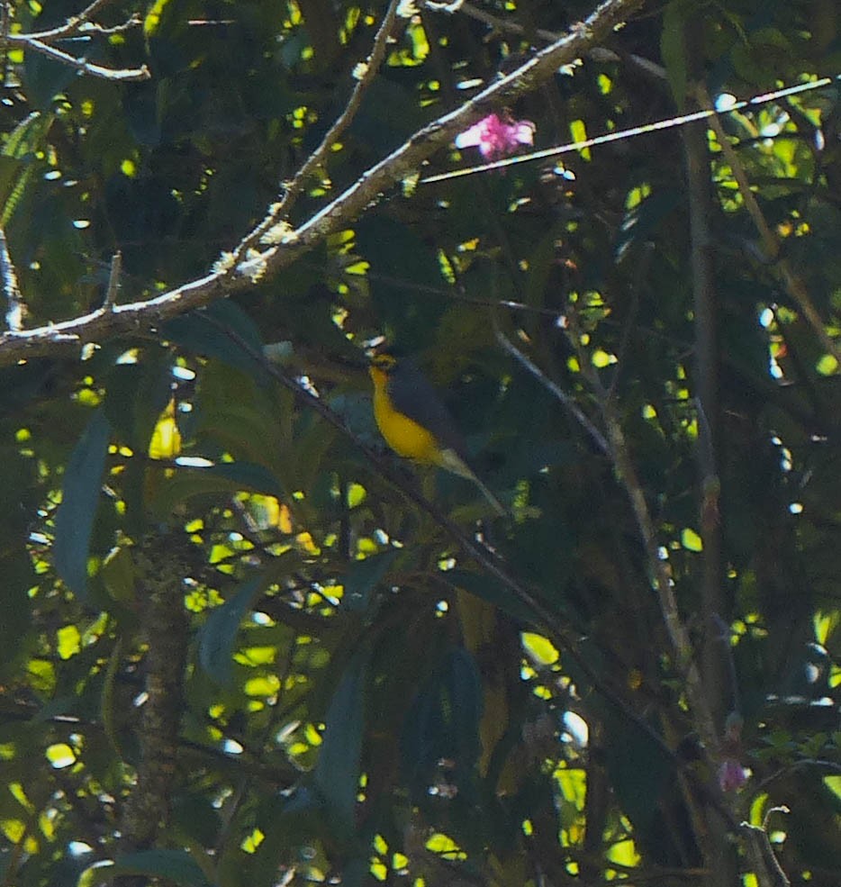 Spectacled Redstart - ML645017317