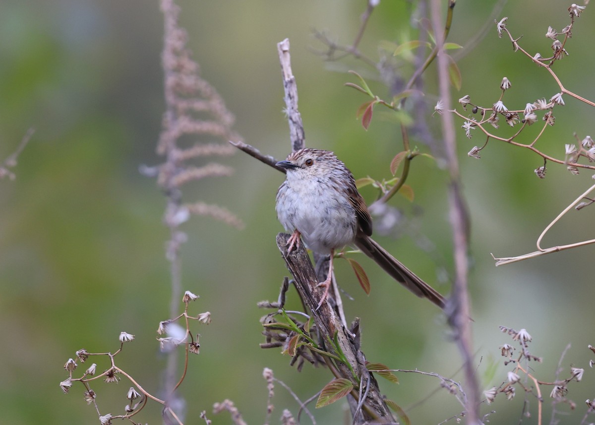Striped Prinia - ML645017321