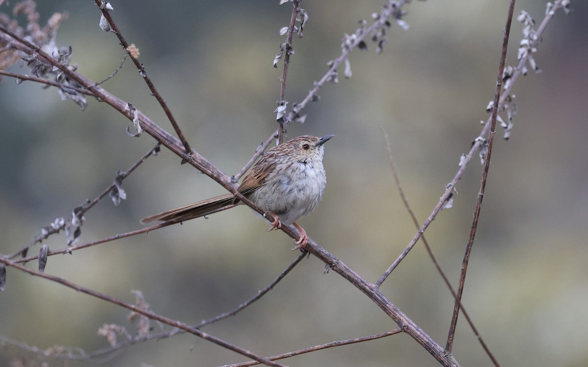 Striped Prinia - ML645017322