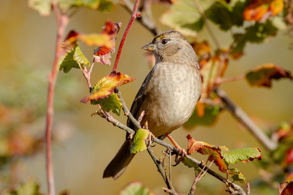 Golden-crowned Sparrow - ML645017323