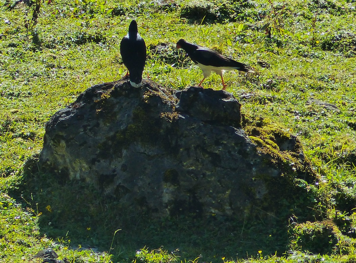 Mountain Caracara - ML645017324