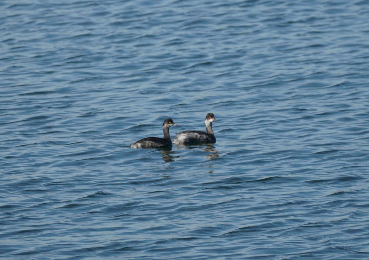 Eared Grebe - ML645017325
