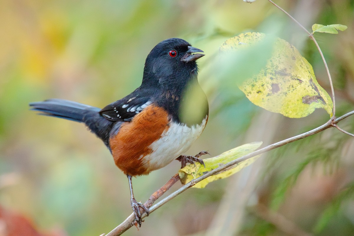 Spotted Towhee - ML645017328