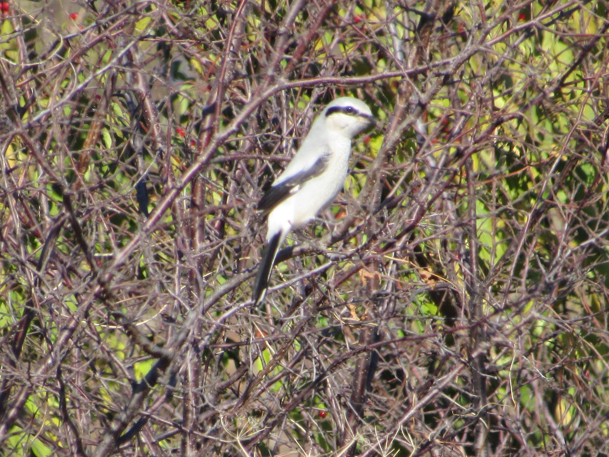 Северный сорокопут - ML645017329
