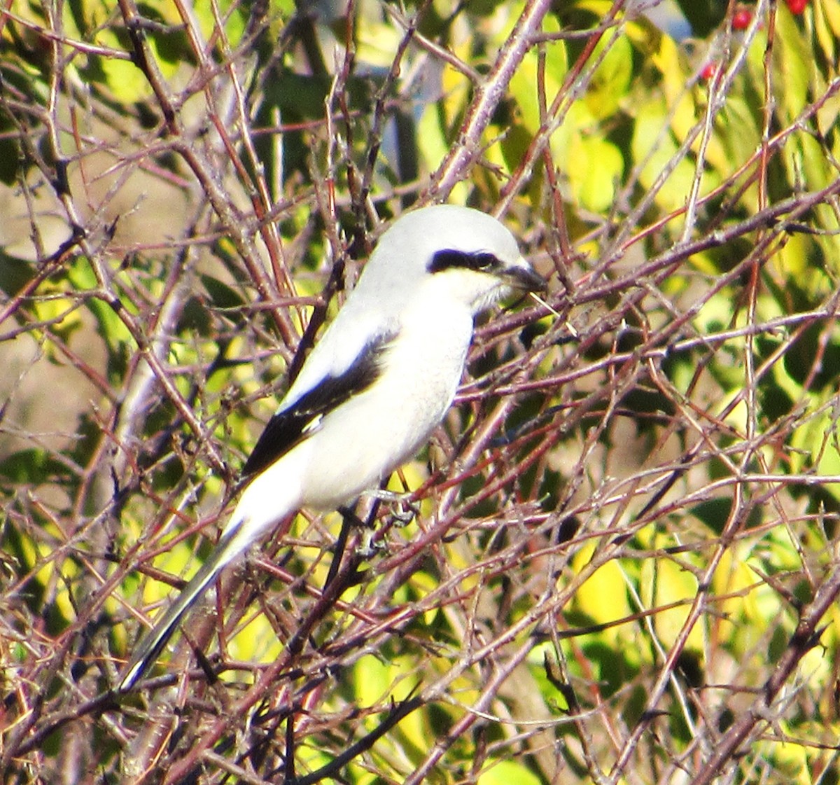 Северный сорокопут - ML645017347