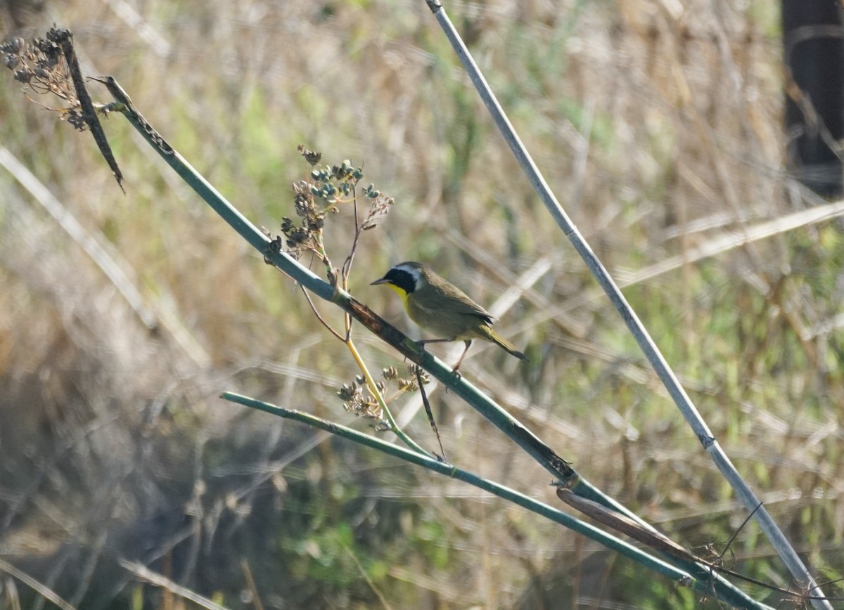 Common Yellowthroat - ML645017350