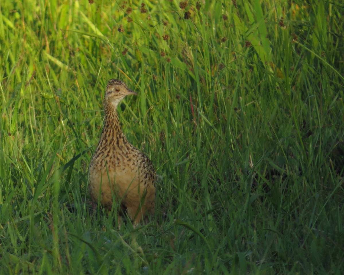 Spotted Nothura - ML645017366