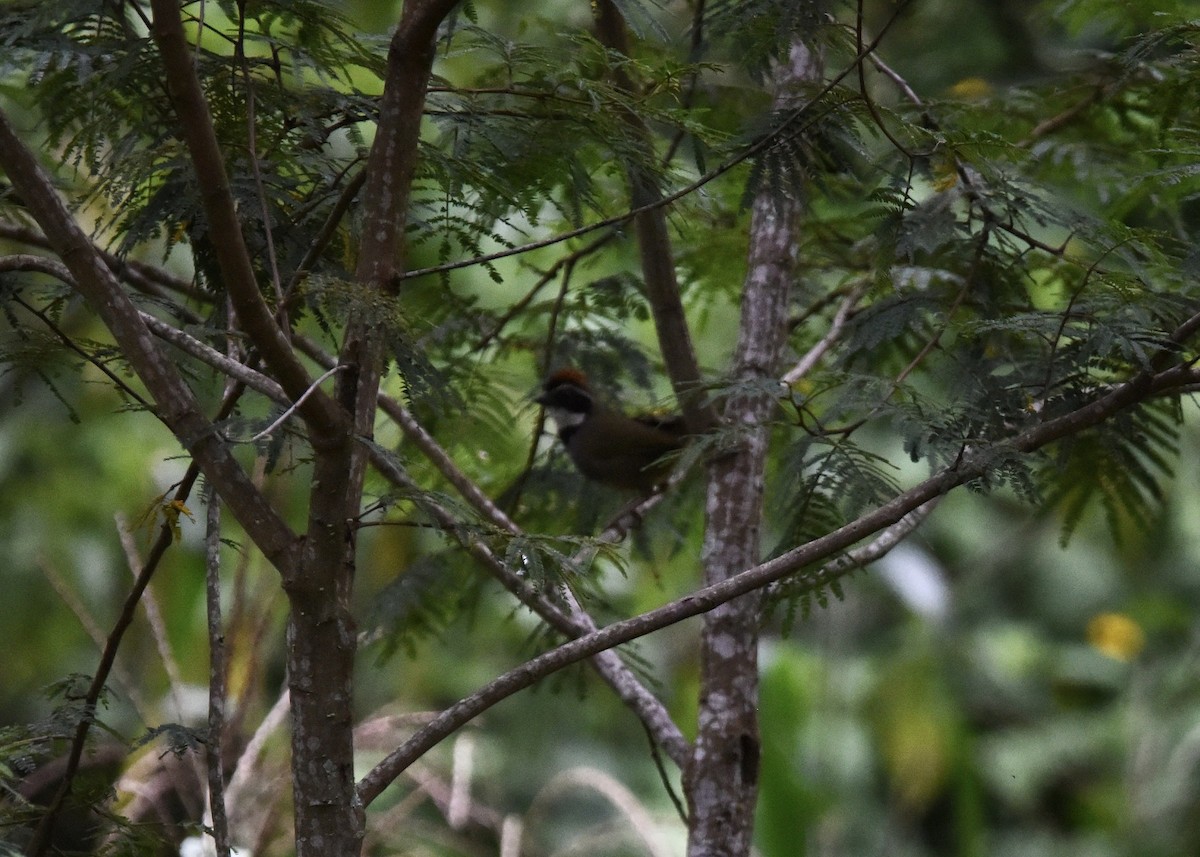 Collared Towhee - ML645017368