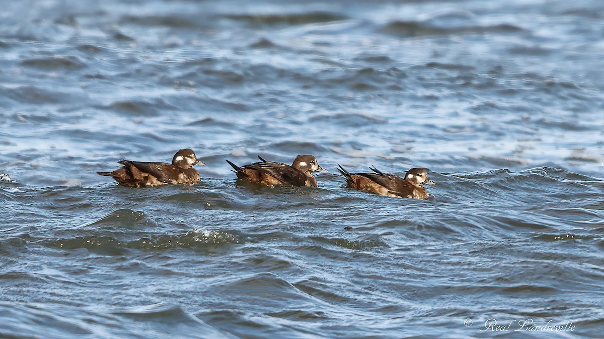 Ahate arlekina - ML645017370