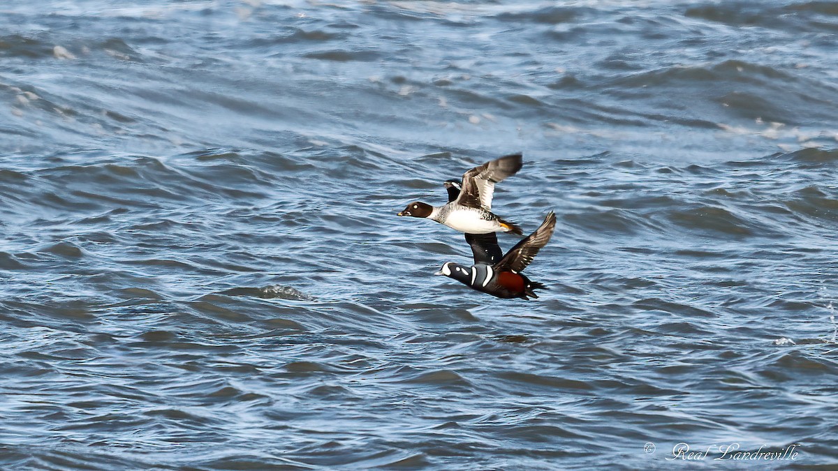 Ahate arlekina - ML645017371