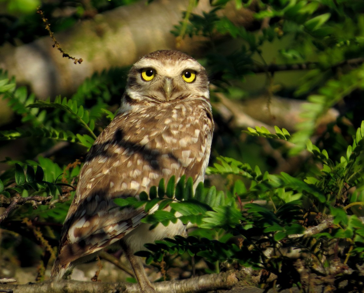 Burrowing Owl - ML645017375