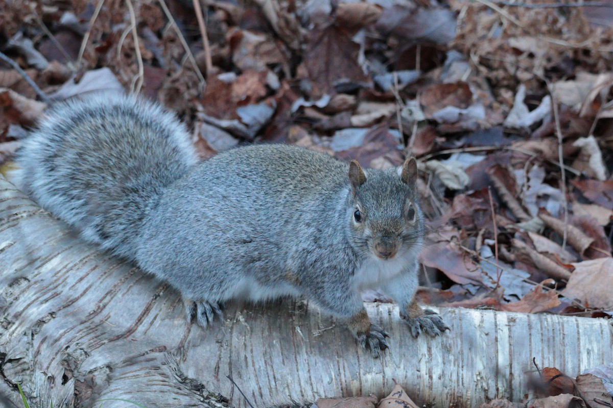 動物界 - ML645017387