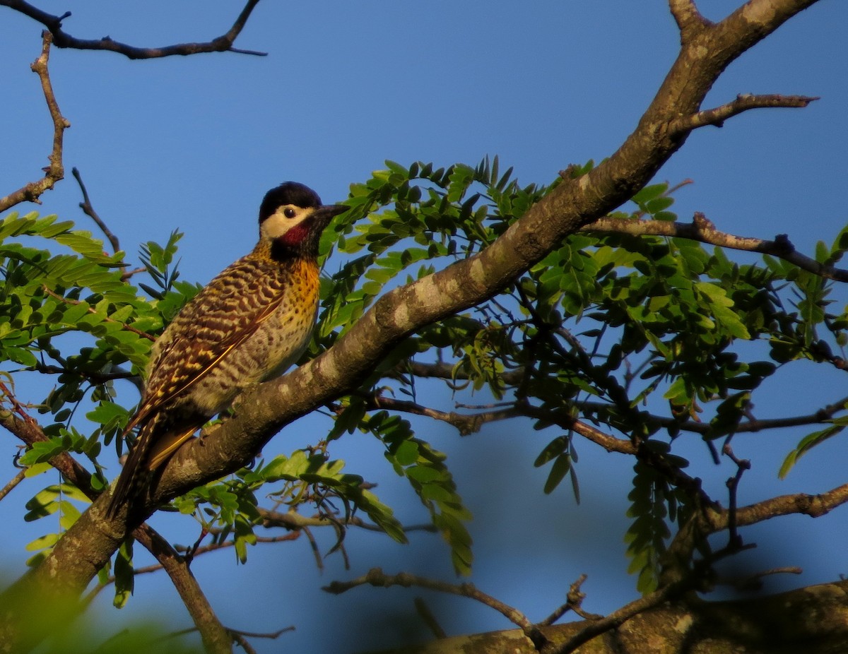 Декол плямистоволий - ML645017389