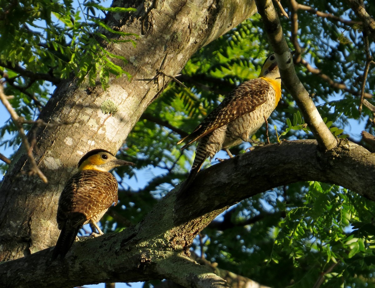 Campo Flicker - ML645017393