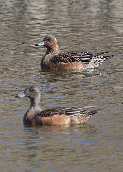 Eurasian Wigeon - ML645017394