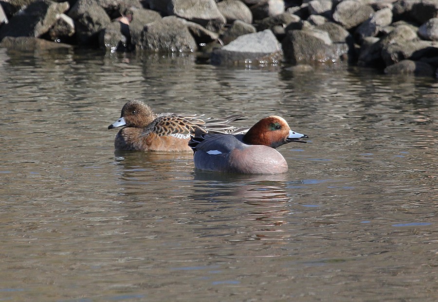 Eurasian Wigeon - ML645017395