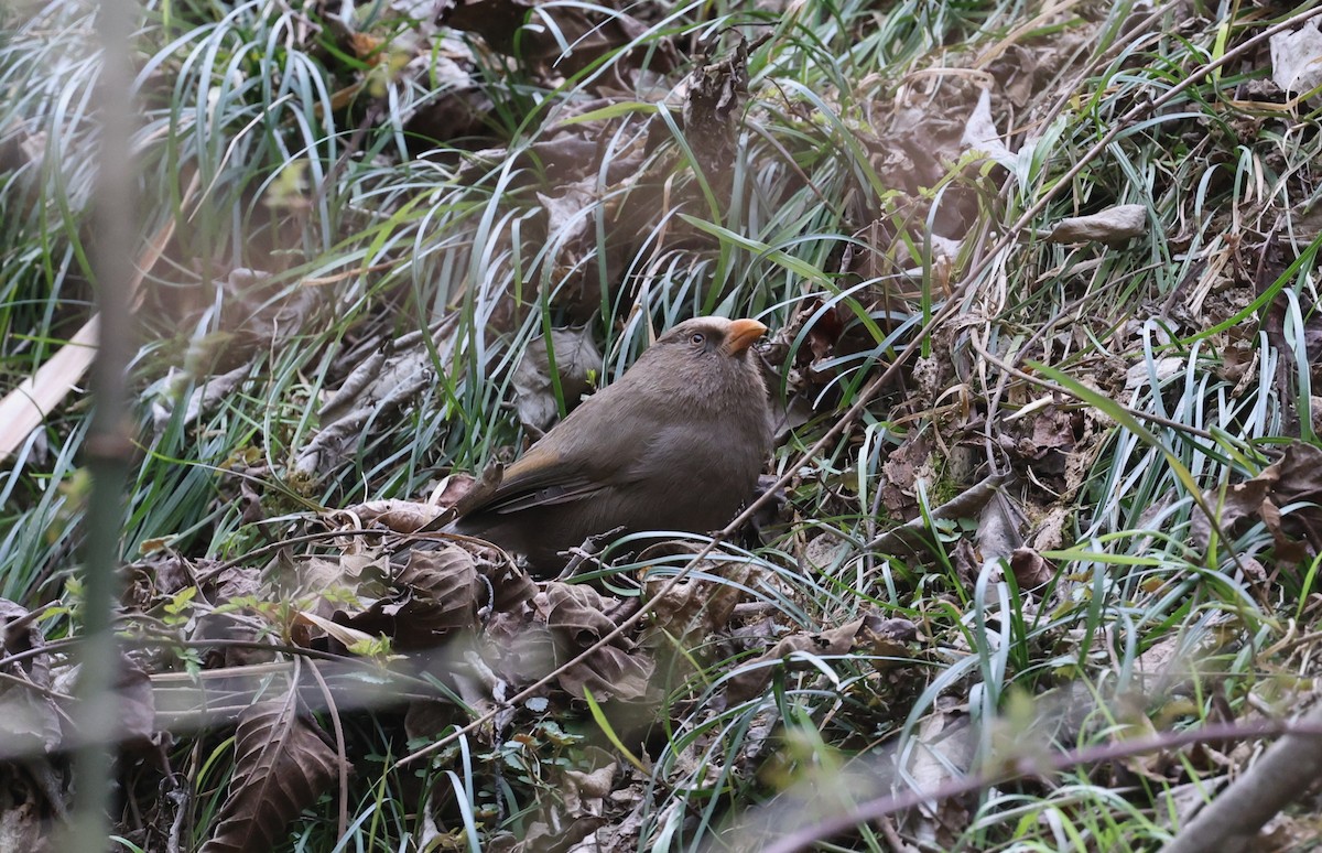 Büyük Papağangaga - ML645017397