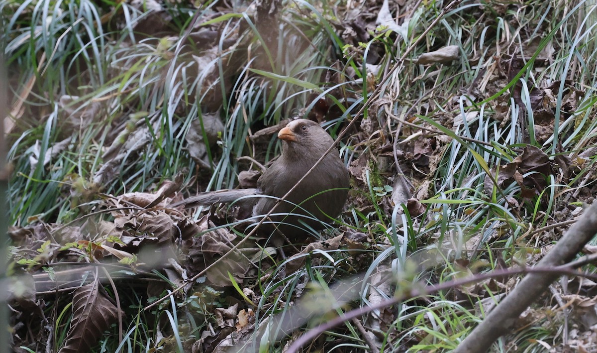 Büyük Papağangaga - ML645017398