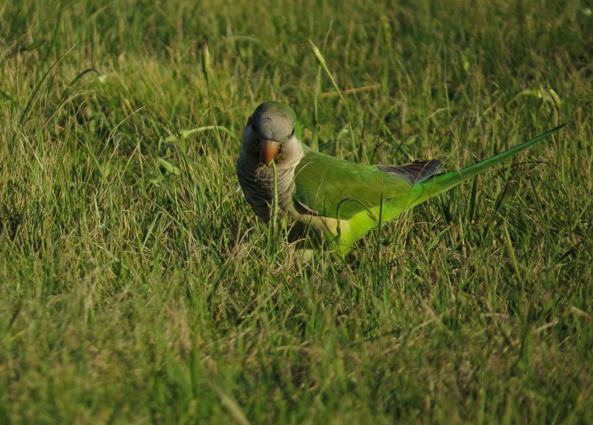Monk Parakeet - ML645017401