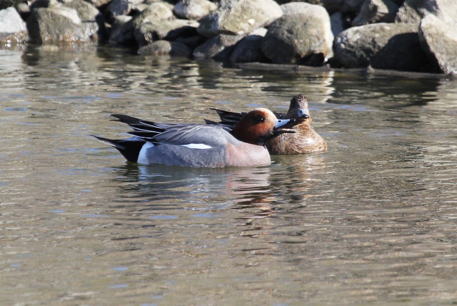 Eurasian Wigeon - ML645017406