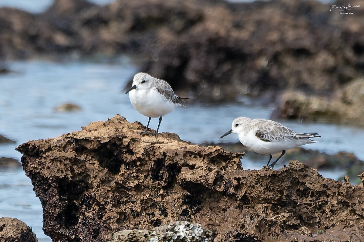 Sanderling - ML645017407