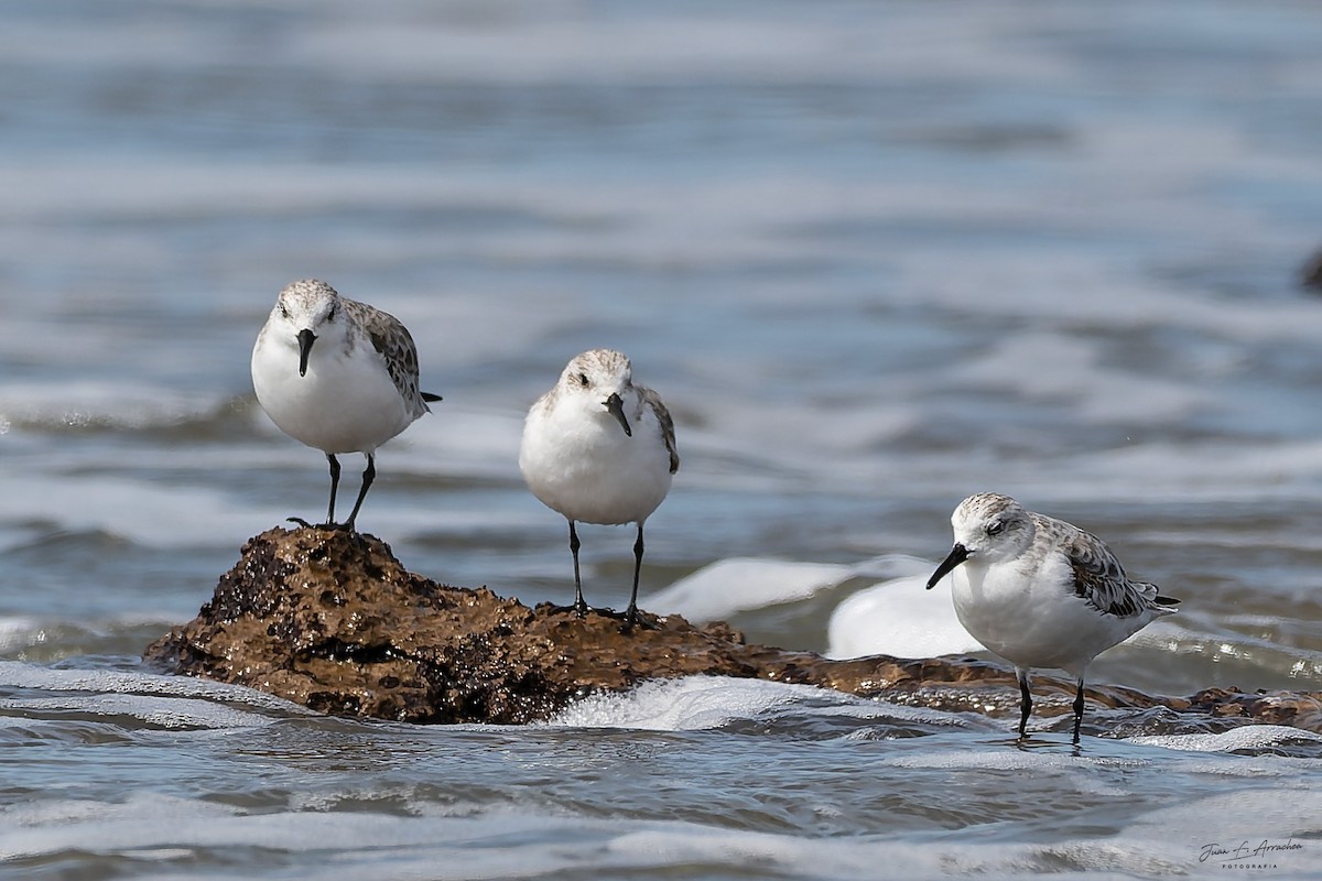 Sanderling - ML645017408