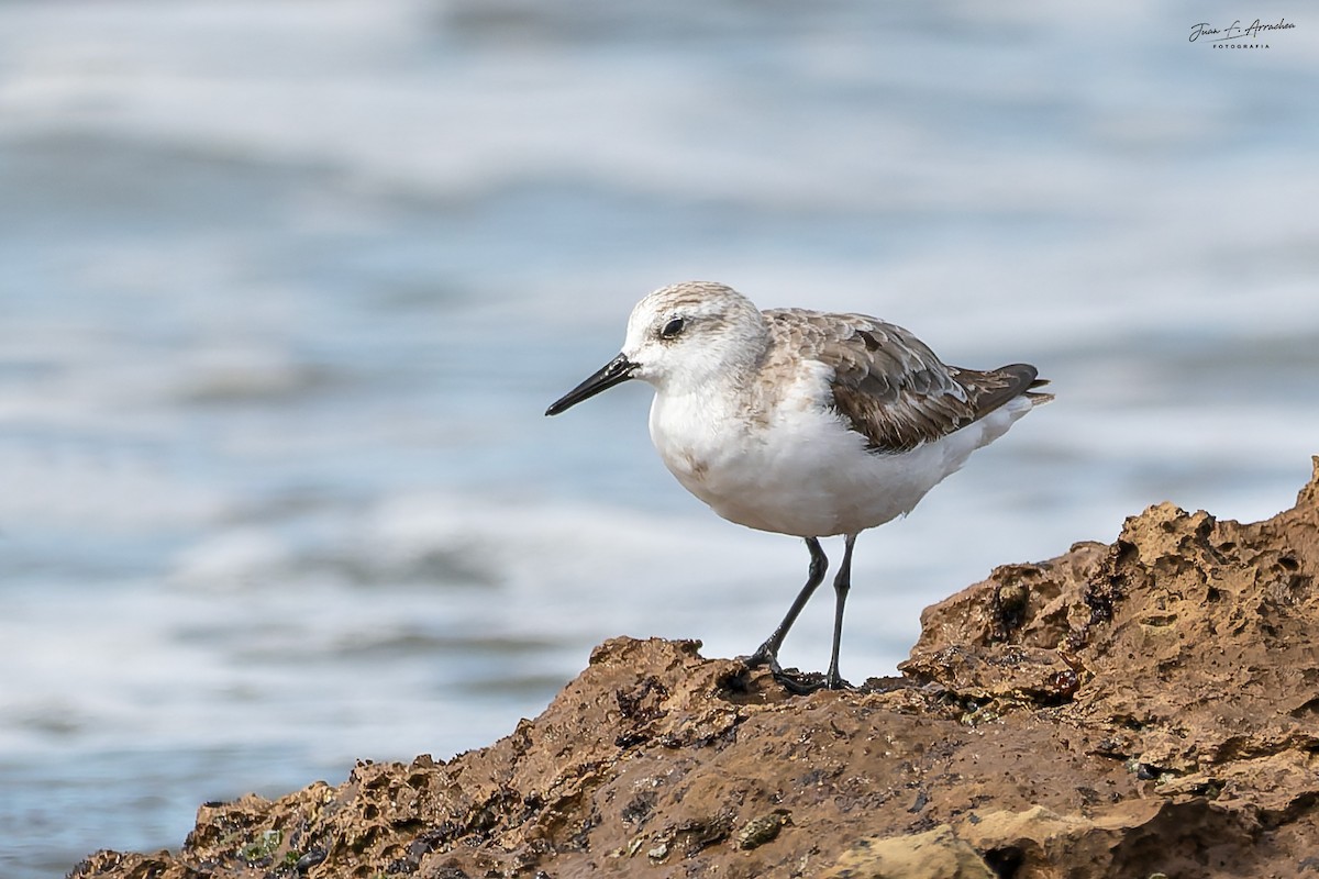 Sanderling - ML645017409