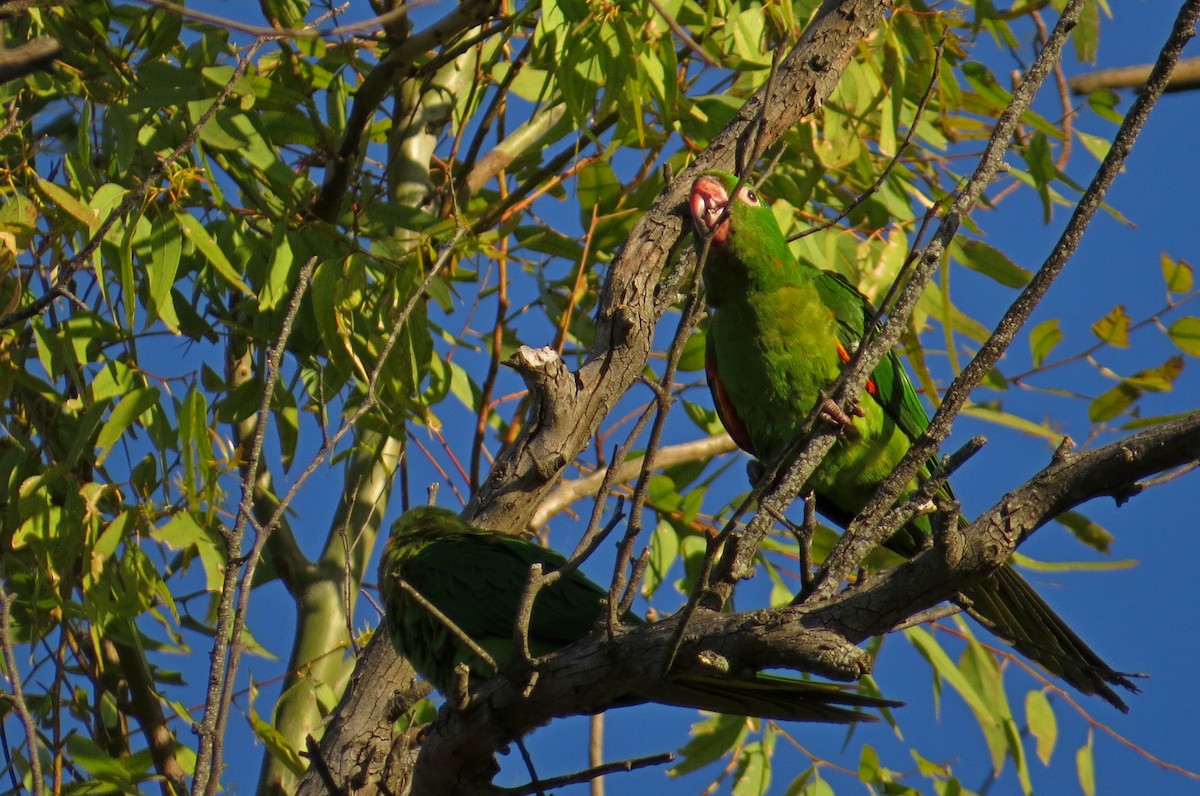 White-eyed Parakeet - ML645017414