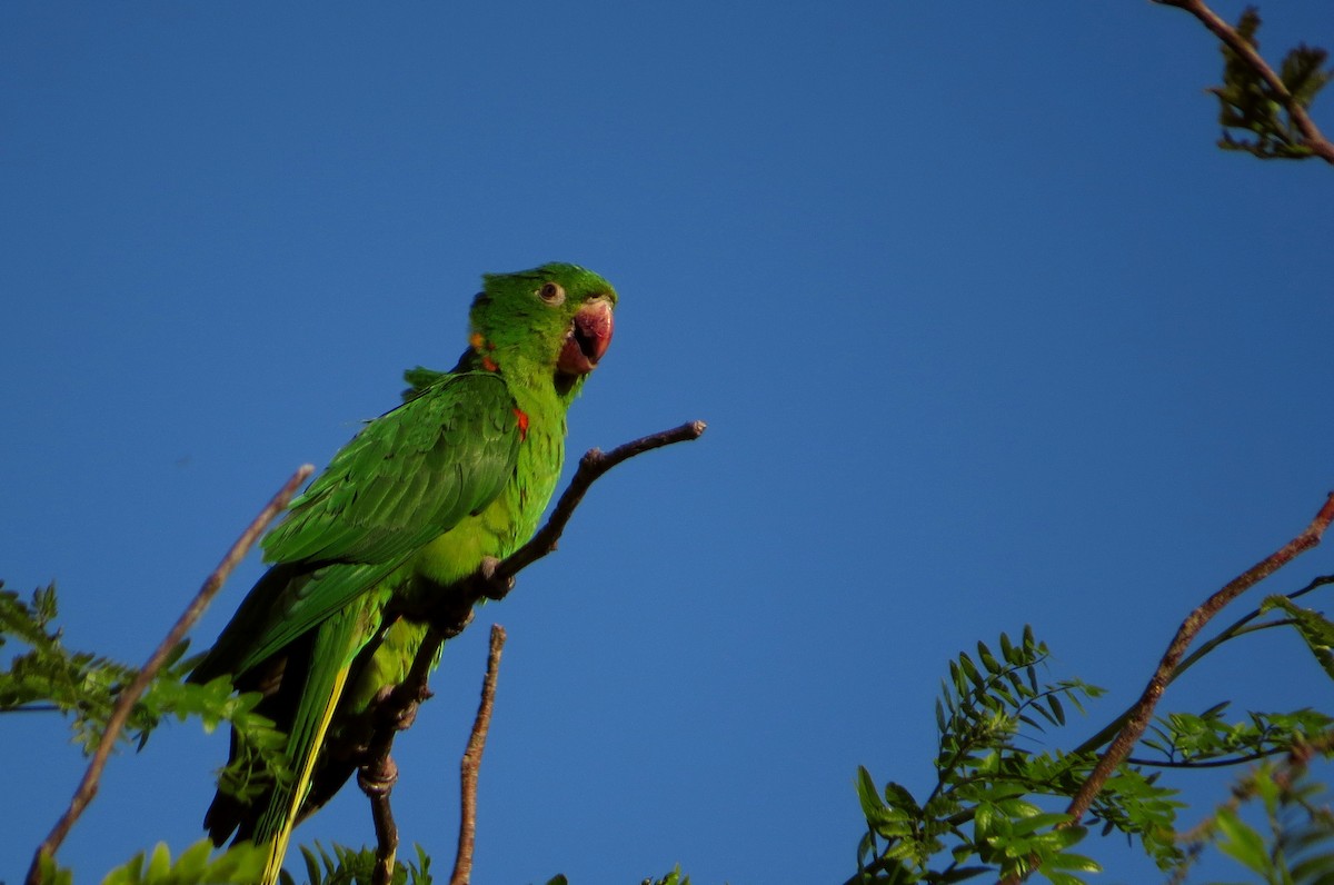 White-eyed Parakeet - ML645017415