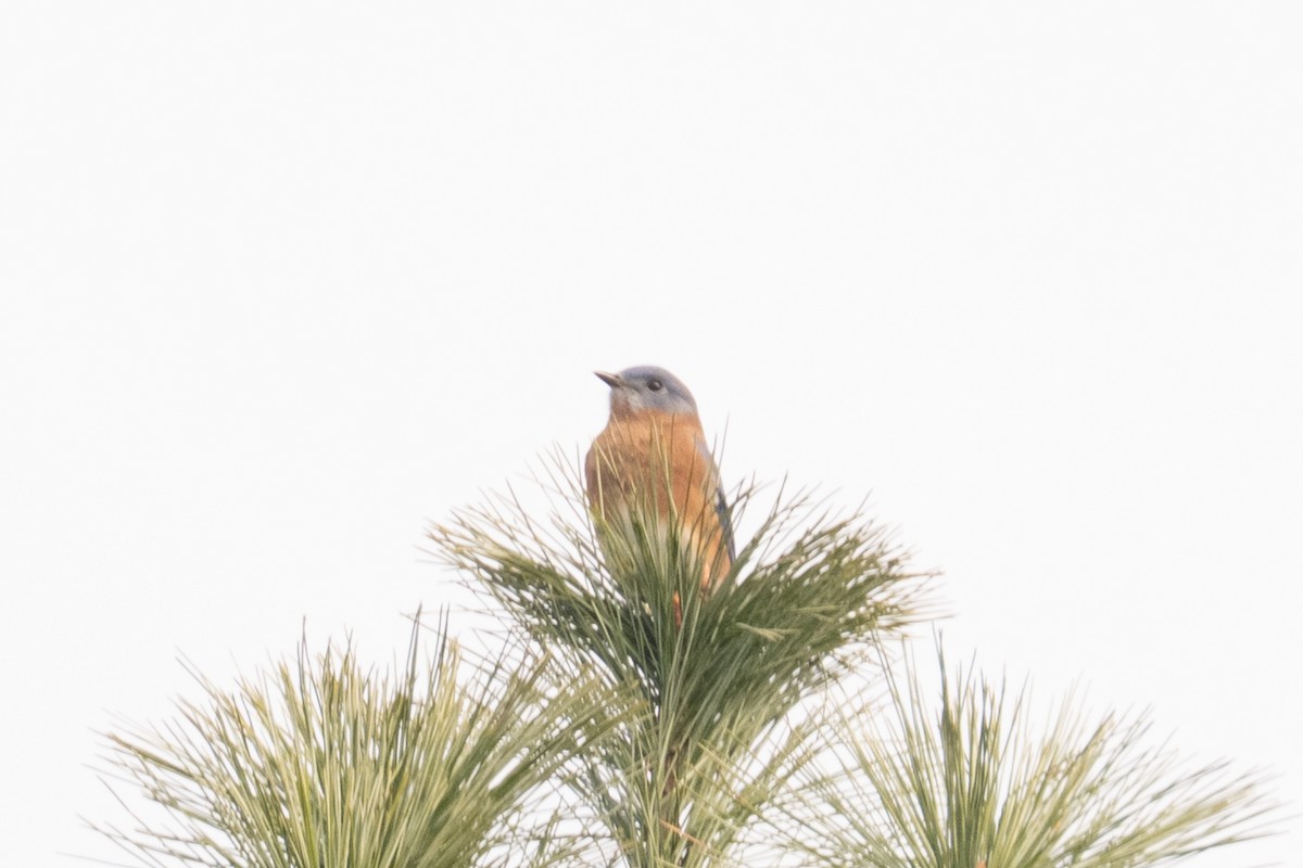 Merlebleu de l'Est - ML645017416