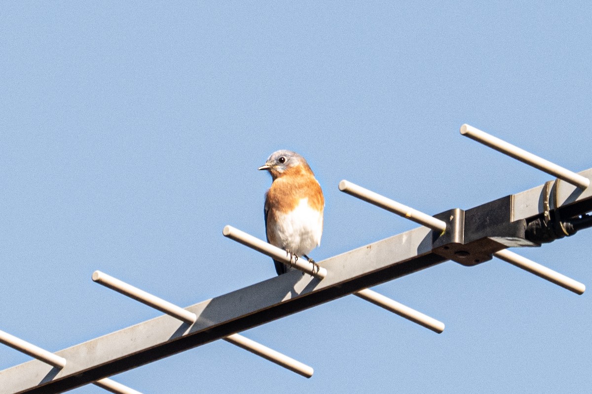 Merlebleu de l'Est - ML645017417