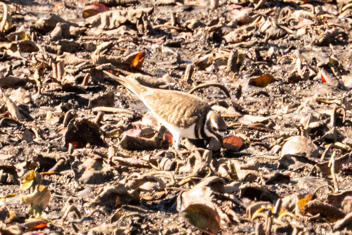 Pluvier kildir - ML645017421