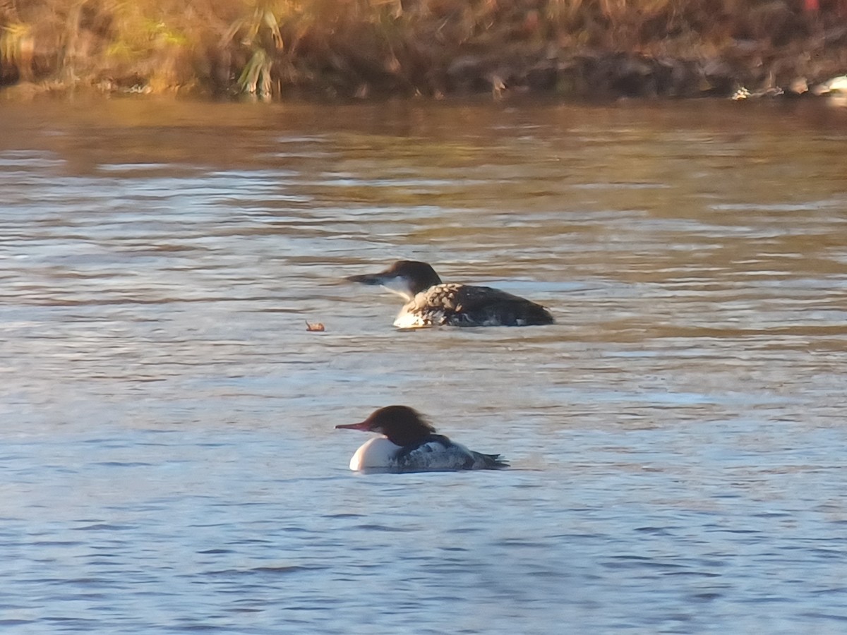 Common Loon - ML645017424