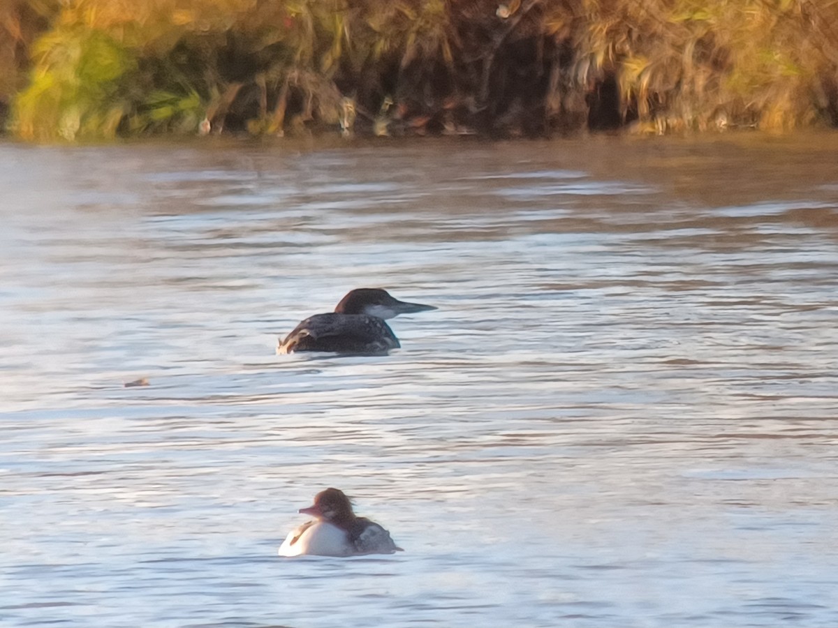 Common Loon - ML645017425